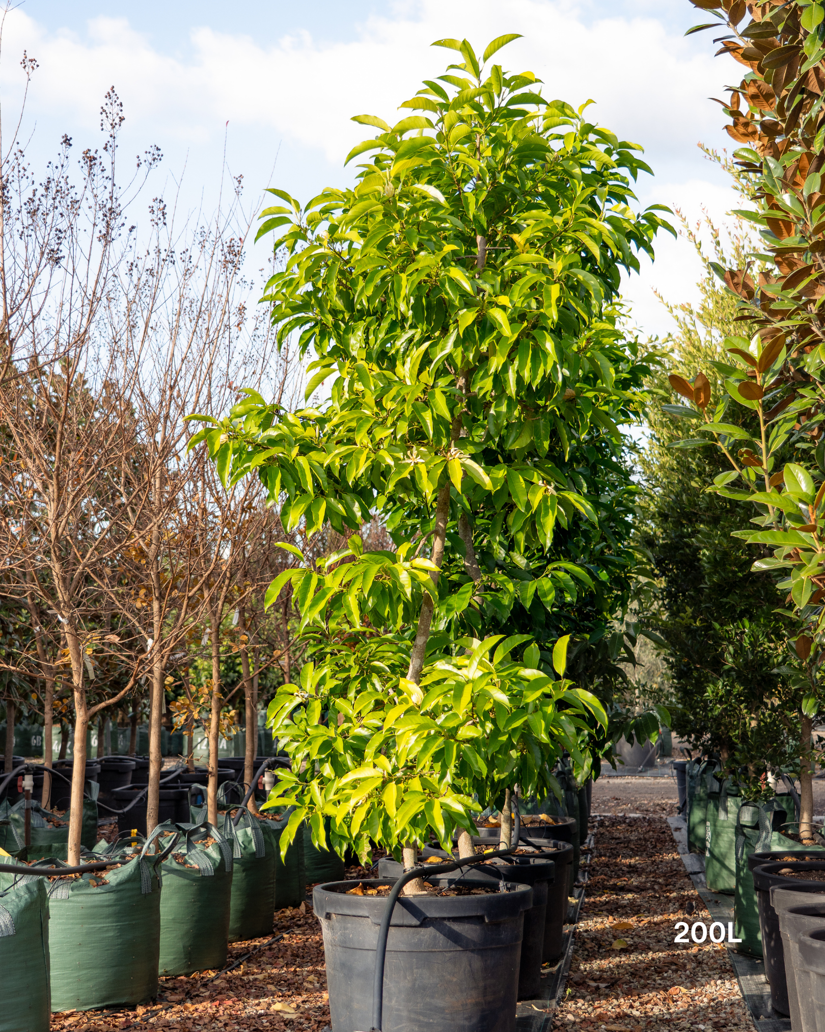 Michelia alba – White Michelia Fragrant Tree