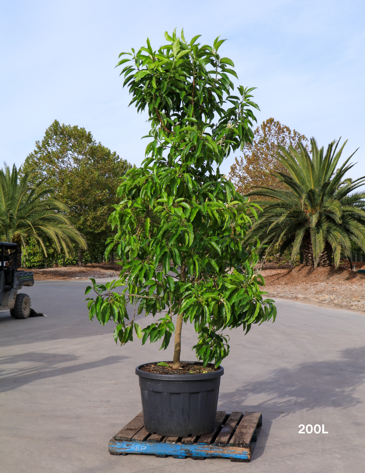 Michelia alba – White Champaca - Evergreen Trees Direct