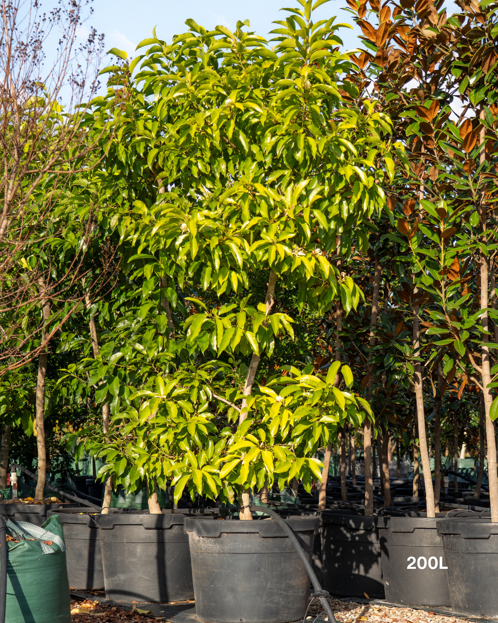 Michelia alba – White Michelia Fragrant Tree