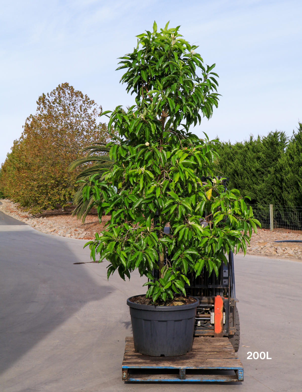 Michelia alba – White Champaca - Evergreen Trees Direct