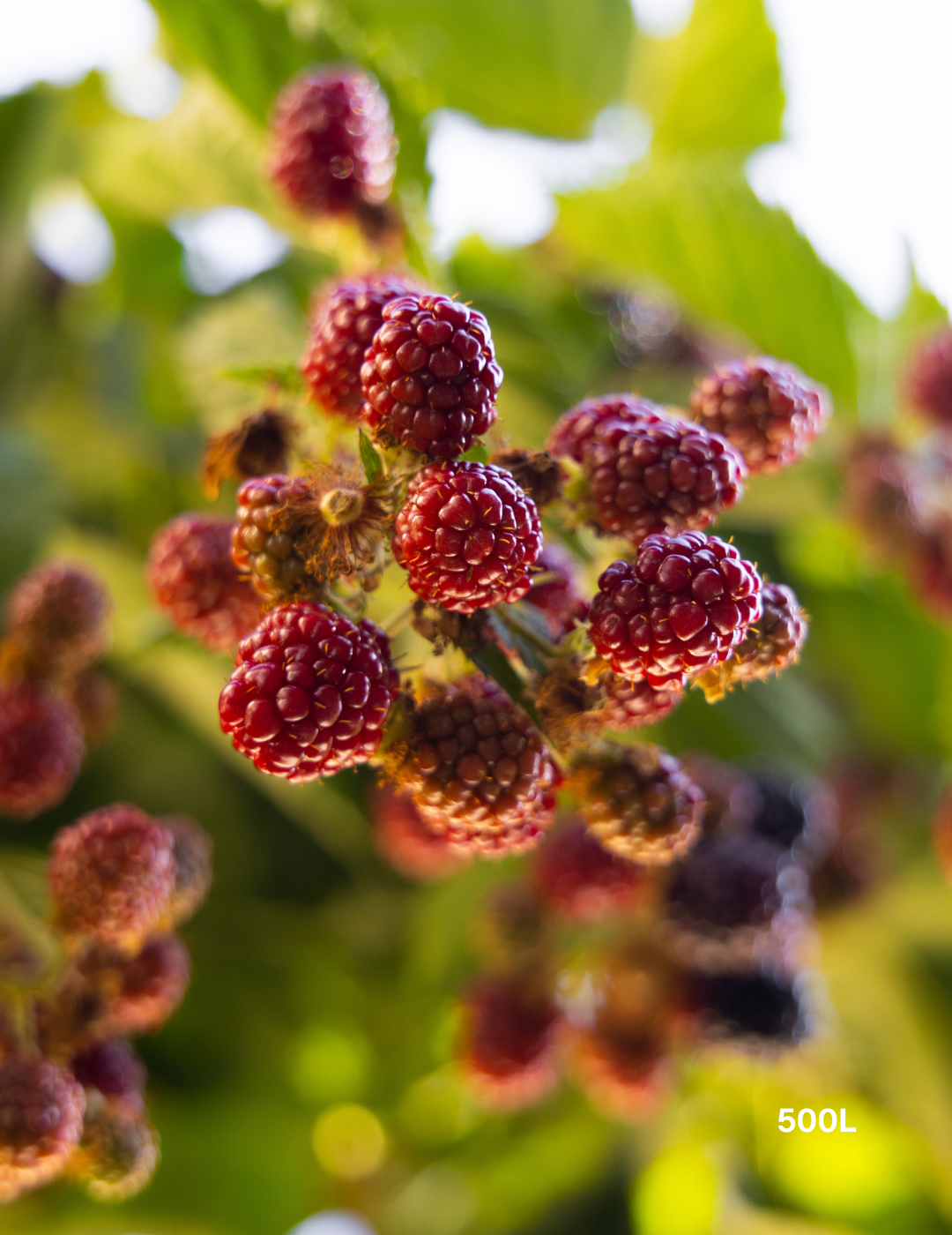 Morus nigra Black Mulberry