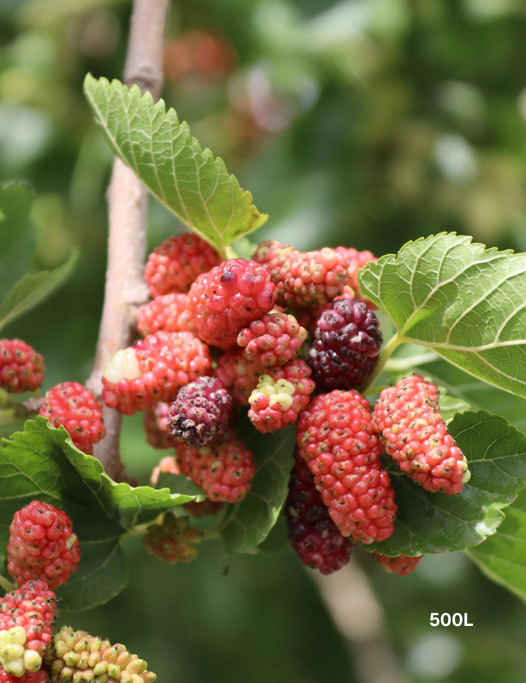 Morus nigra – Black Mulberry - Evergreen Trees Direct