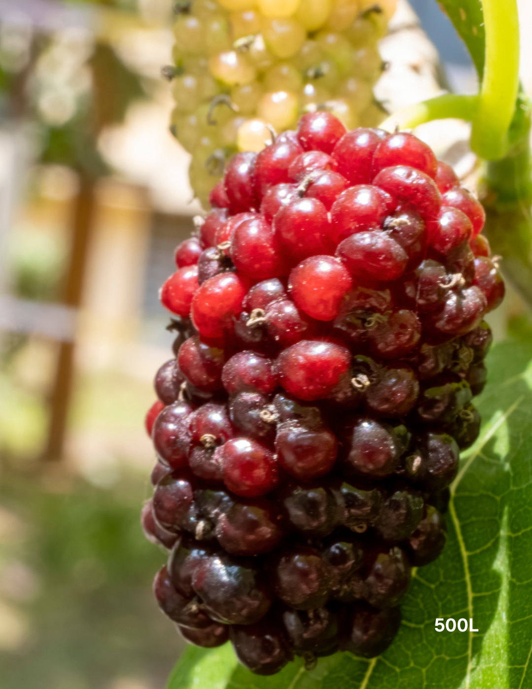 Morus nigra – Black Mulberry - Evergreen Trees Direct