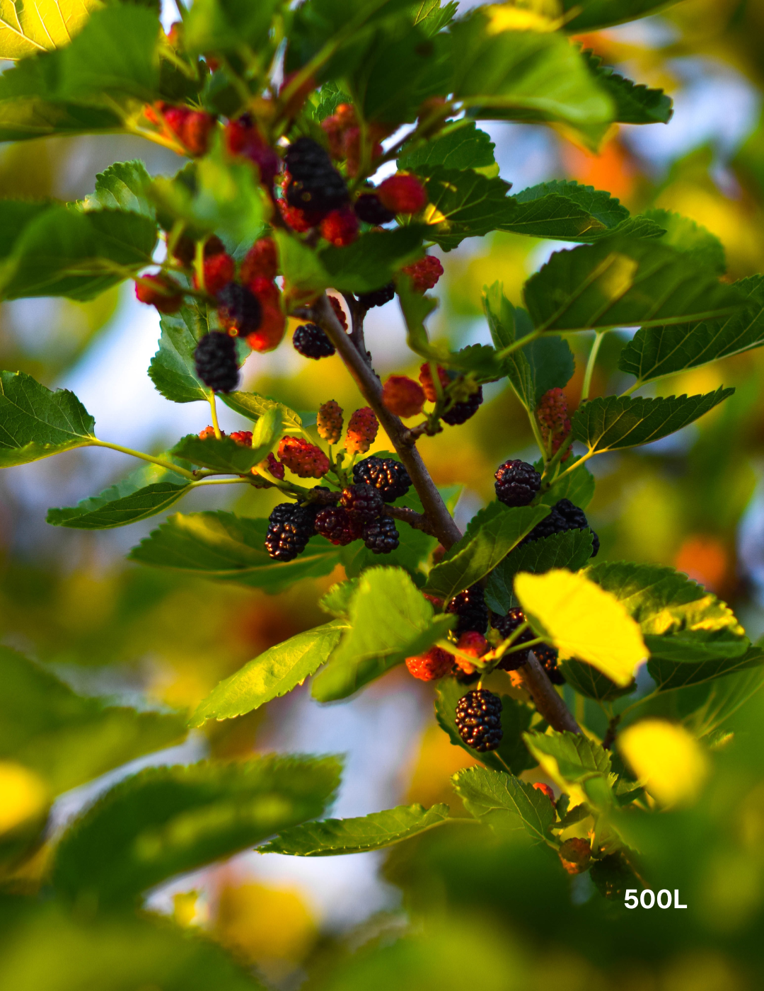Morus nigra Black Mulberry