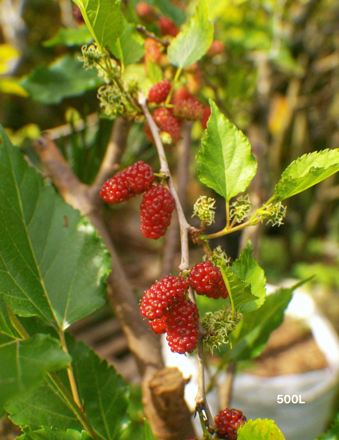 Morus nigra Black Mulberry