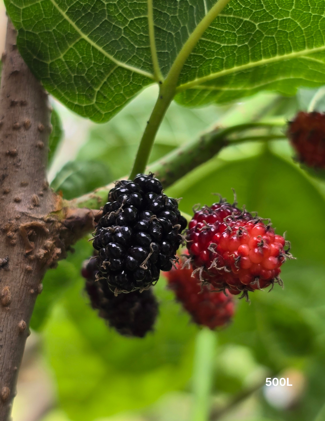 Morus nigra Black Mulberry
