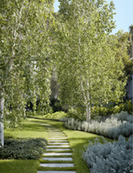 Betula pendula Silver Birch