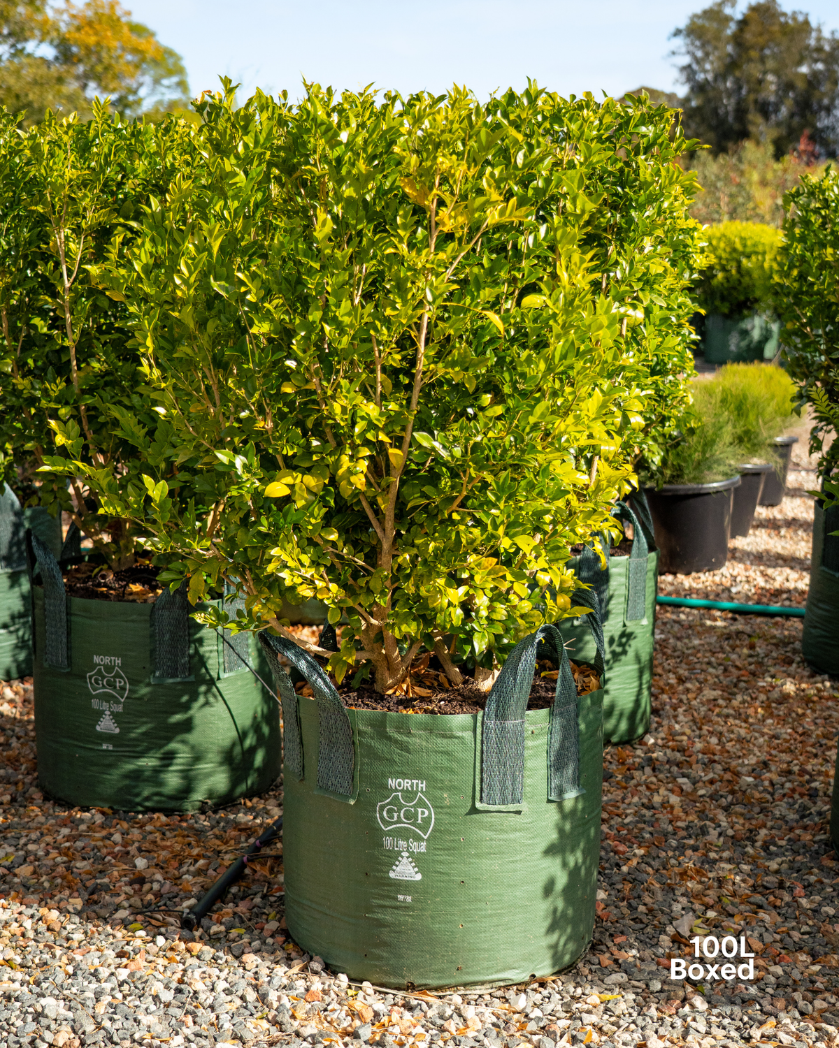 Murraya paniculata Orange Jasmine