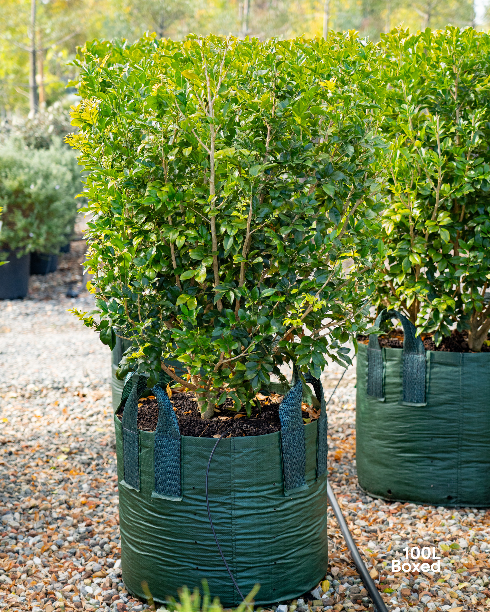 Murraya paniculata Orange Jasmine
