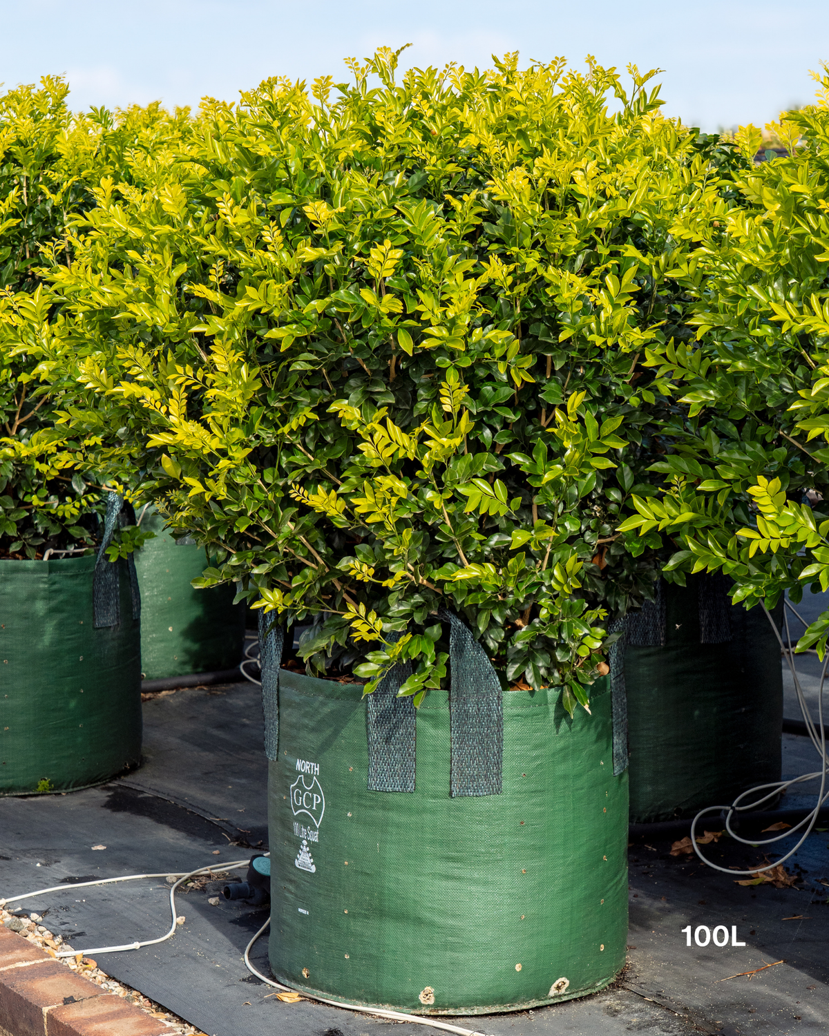 Murraya paniculata Orange Jasmine