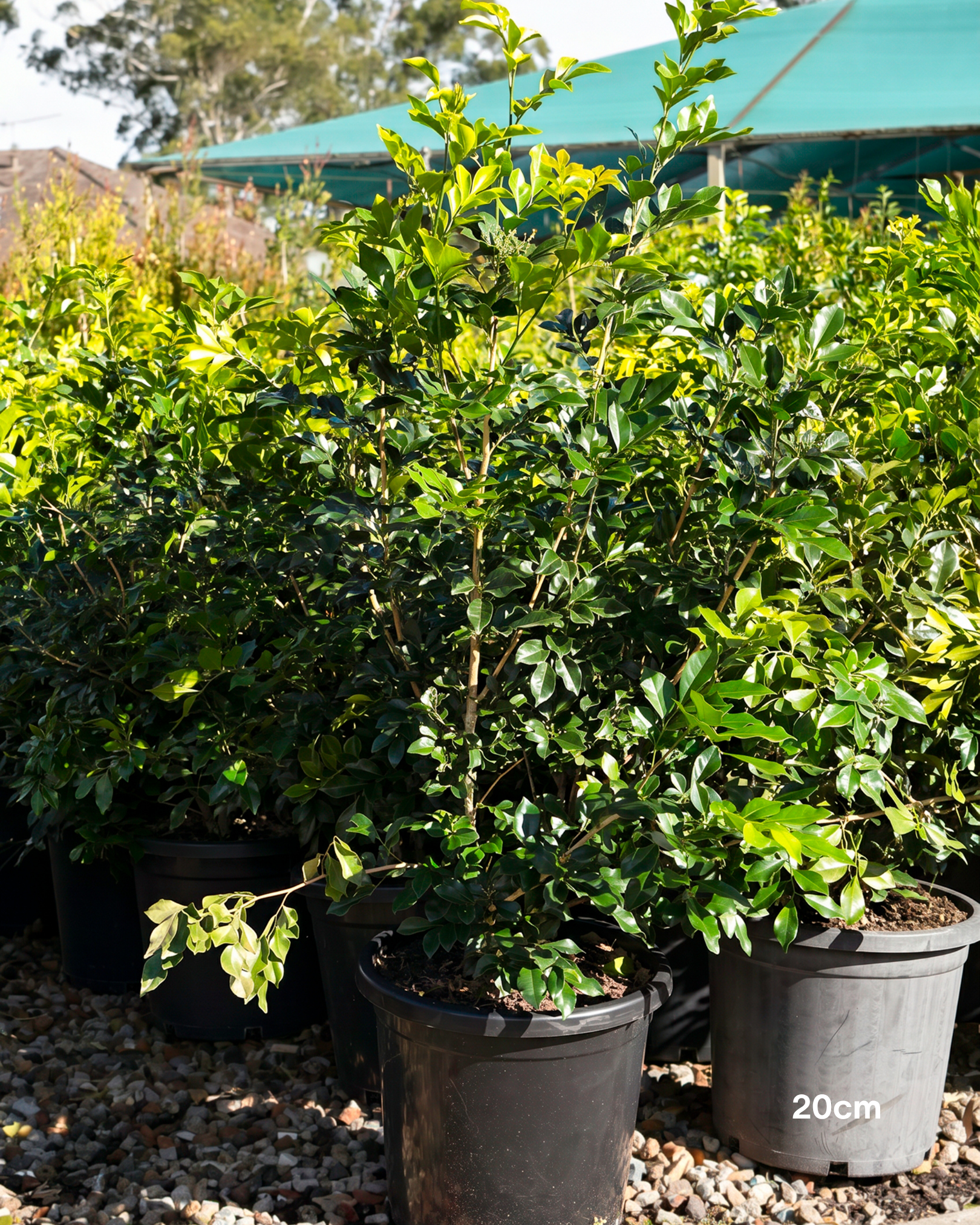 Murraya paniculata Orange Jasmine
