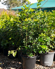Murraya paniculata Orange Jasmine