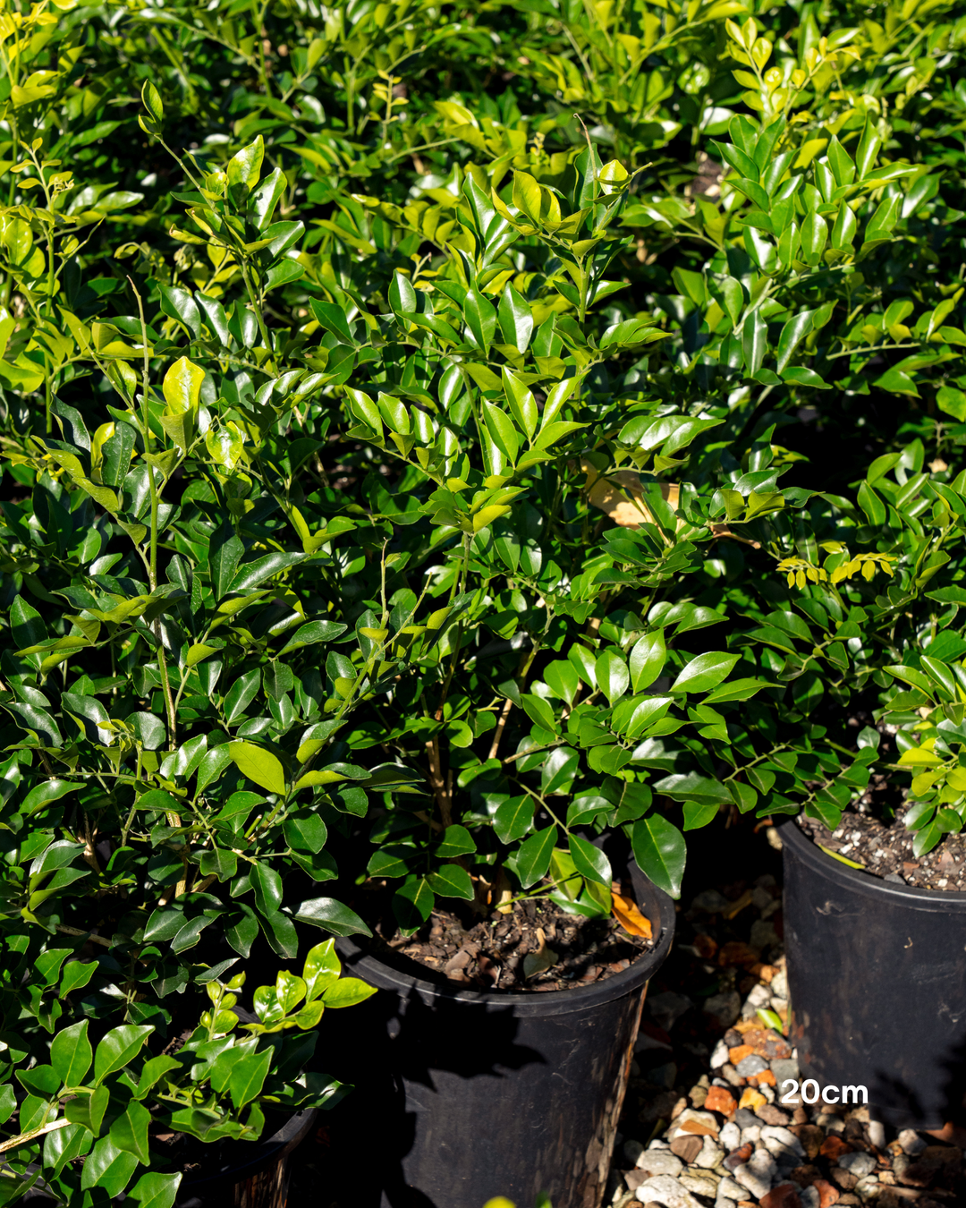 Murraya paniculata Orange Jasmine