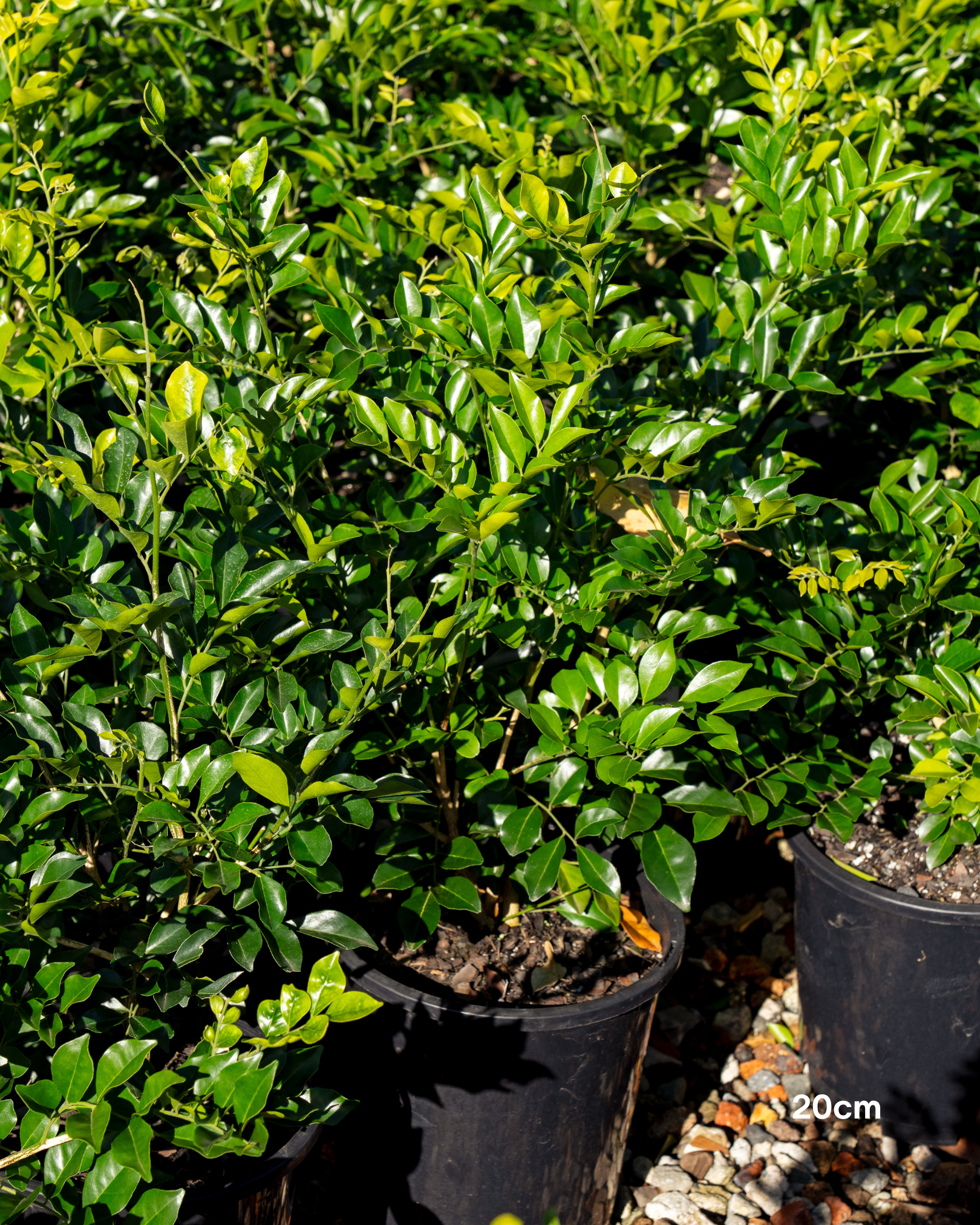 Murraya paniculata Orange Jasmine