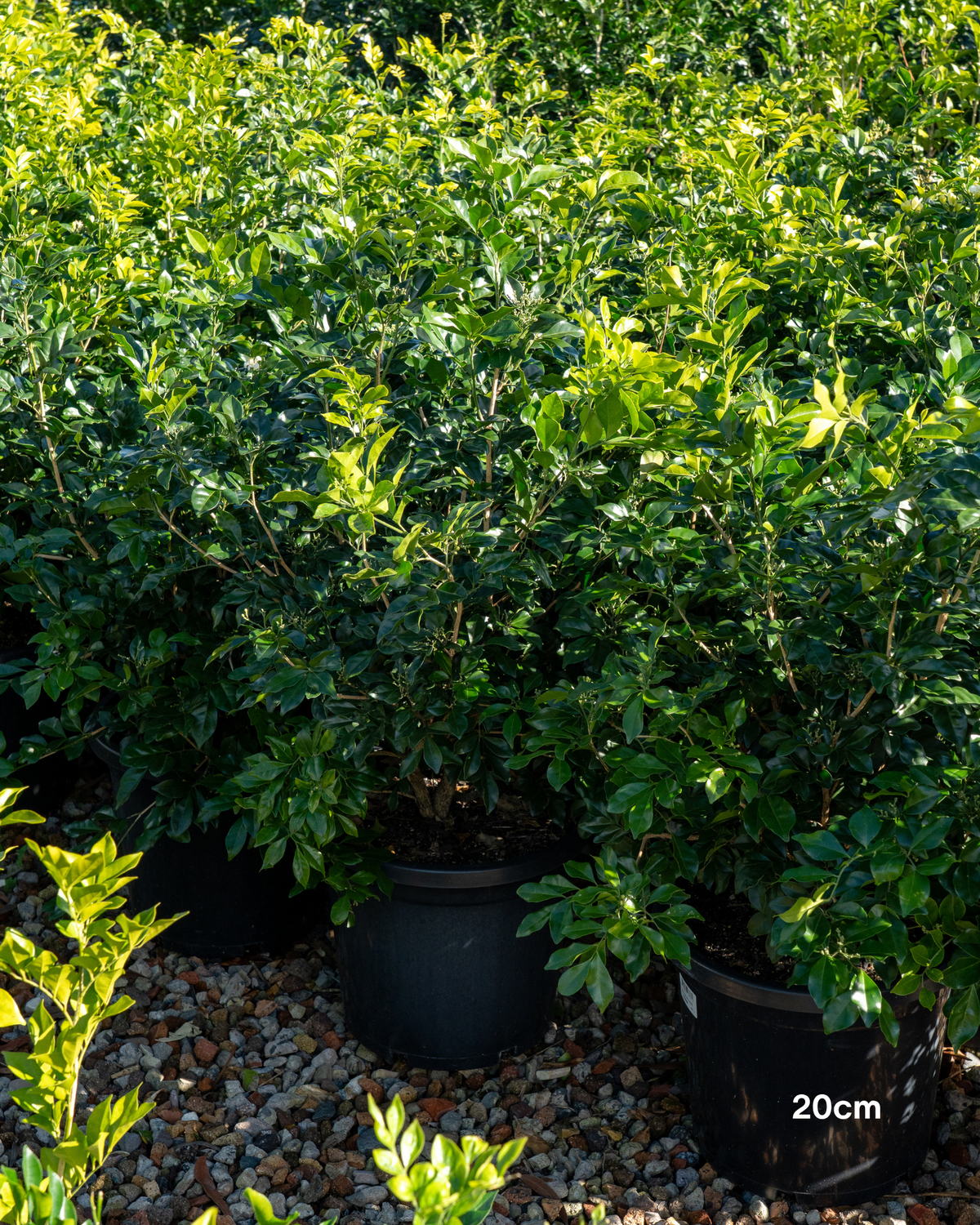 Murraya paniculata Orange Jasmine