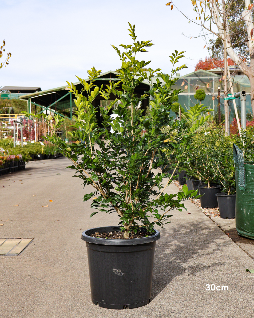 Murraya paniculata Orange Jasmine
