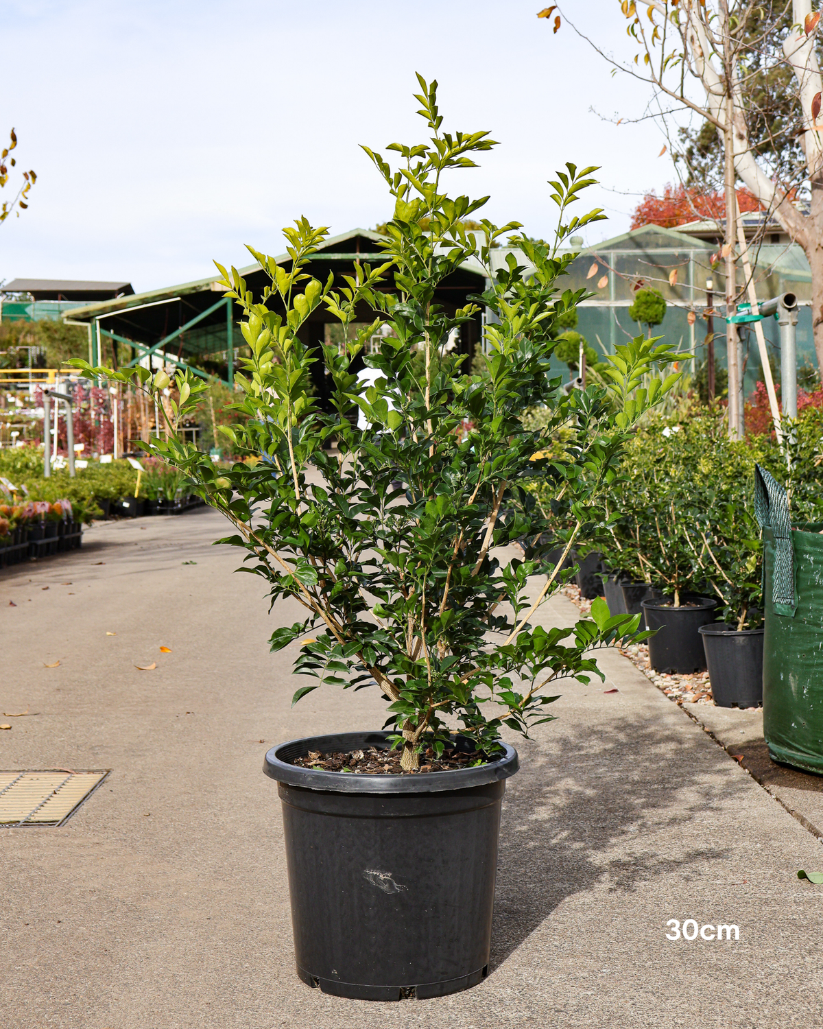 Murraya paniculata Orange Jasmine
