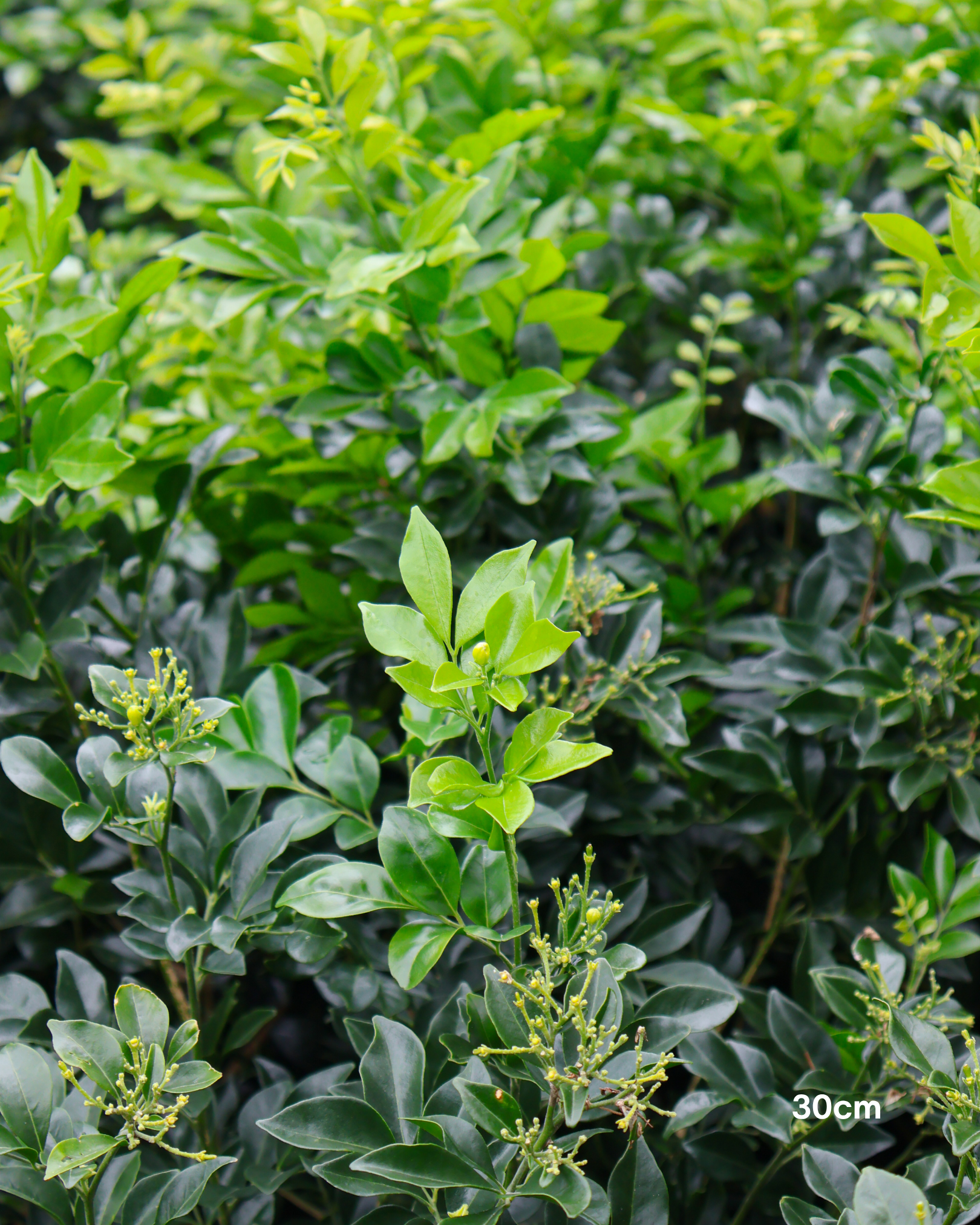 Murraya paniculata Orange Jasmine