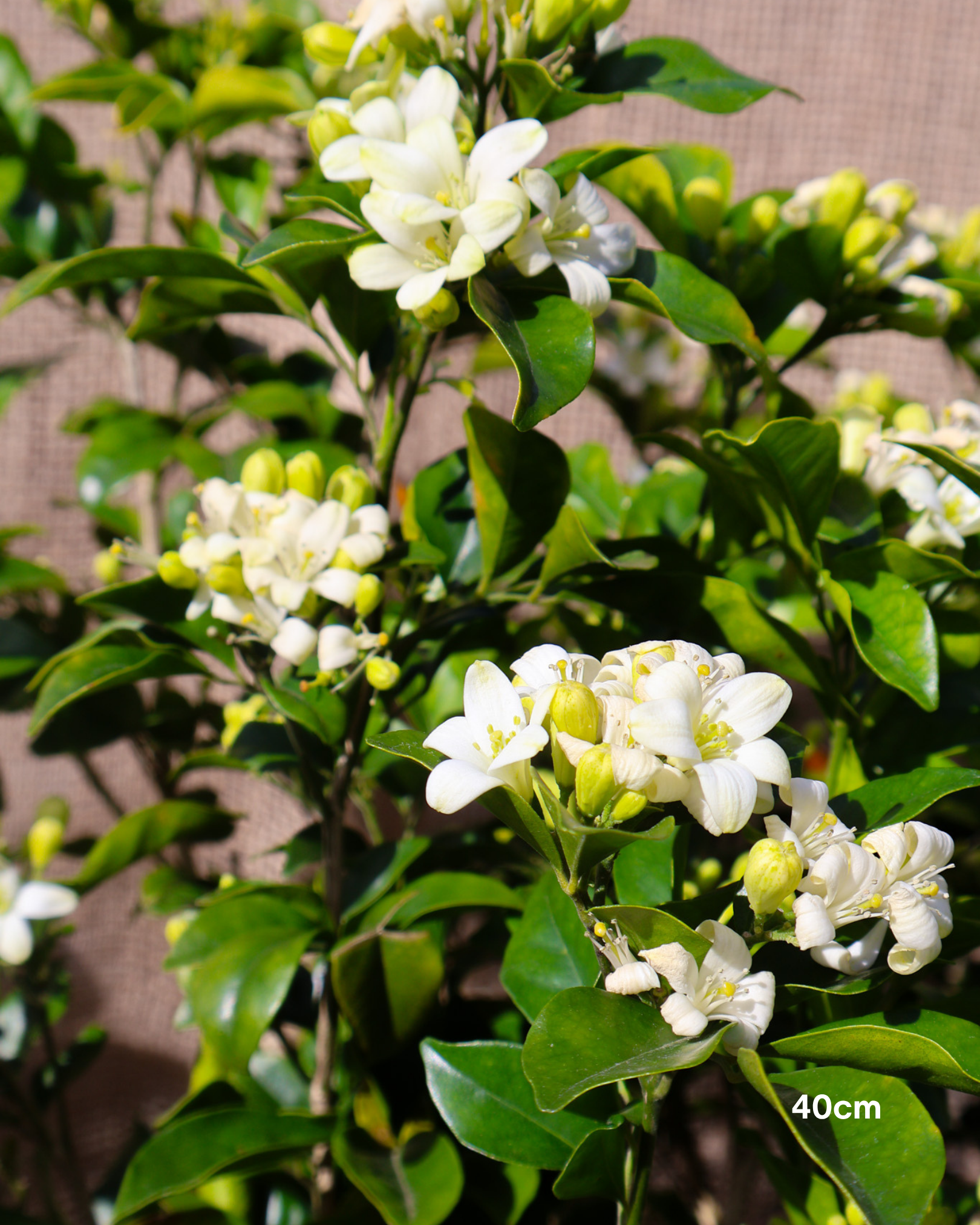 Murraya paniculata Orange Jasmine