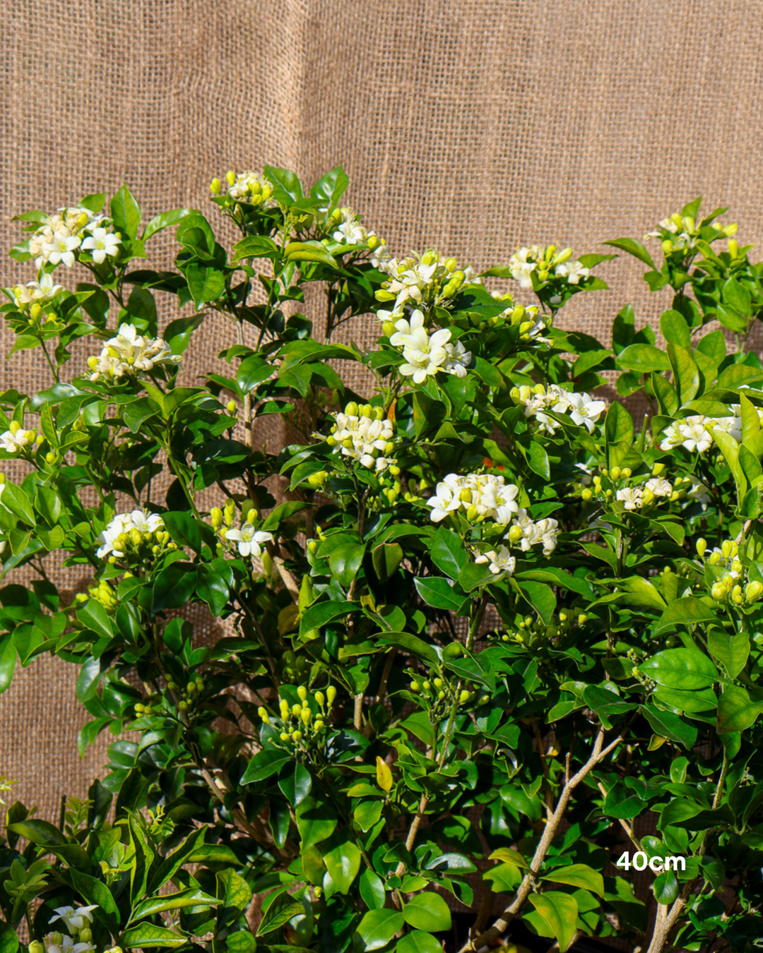 Murraya paniculata Orange Jasmine