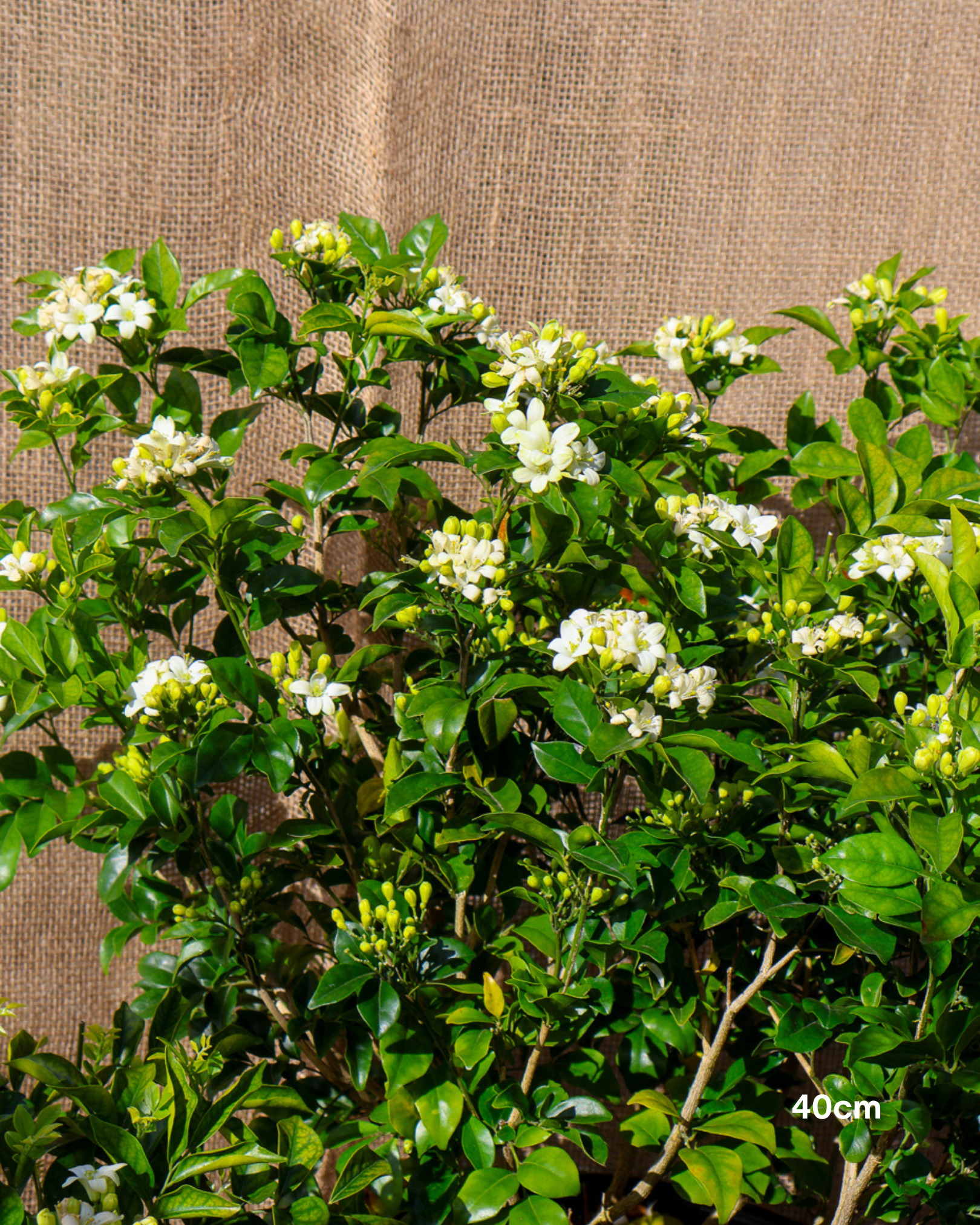 Murraya paniculata Orange Jasmine