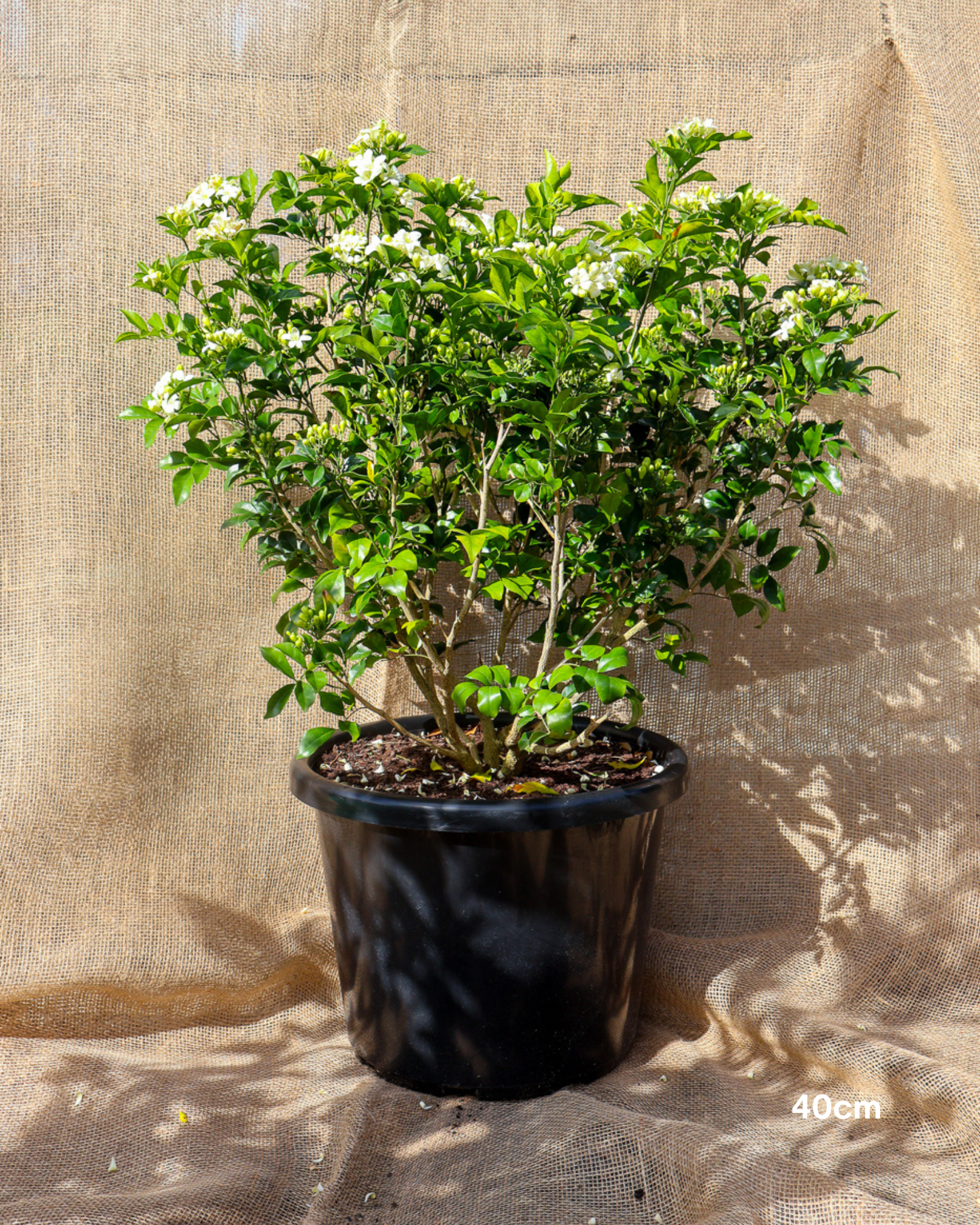 Murraya paniculata Orange Jasmine