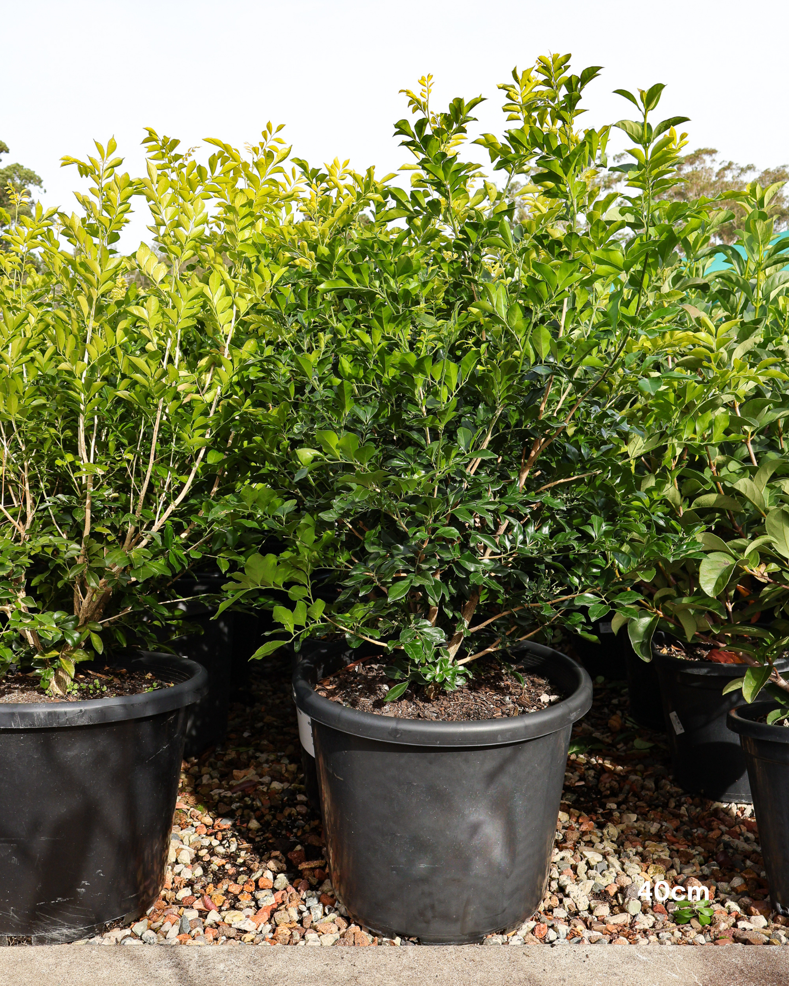 Murraya paniculata Orange Jasmine