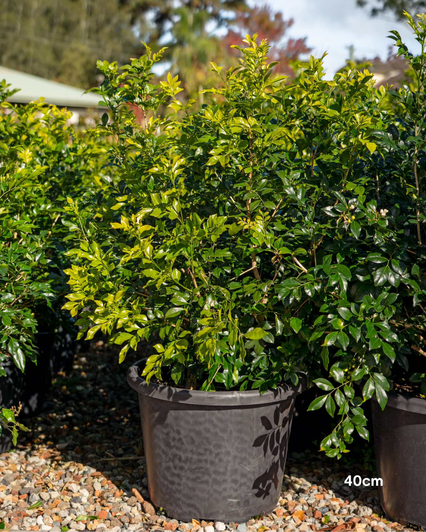 Murraya paniculata Orange Jasmine