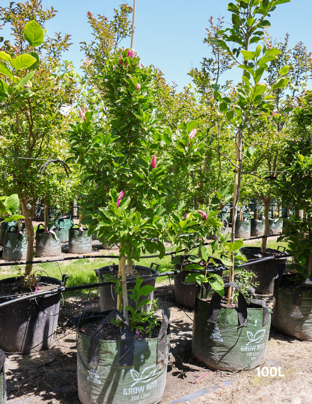 Magnolia x soulangeana 'Black Tulip' - Evergreen Trees Direct