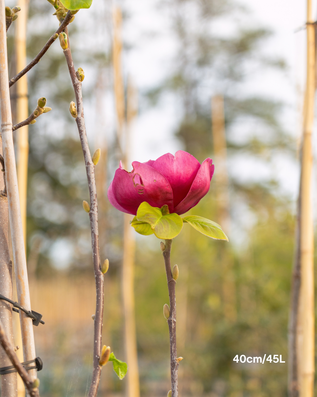 Magnolia x soulangeana 'Black Tulip'