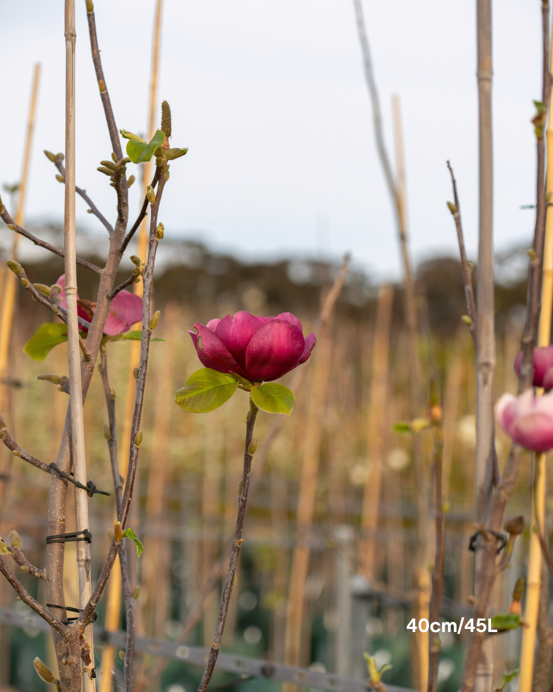 Magnolia x soulangeana 'Black Tulip'