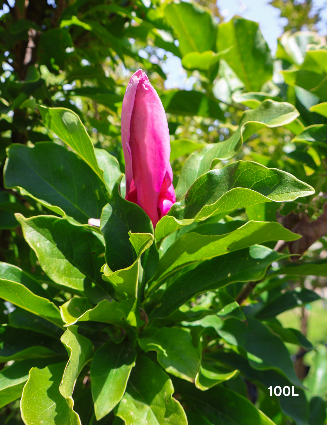 Magnolia x soulangeana 'Black Tulip' - Evergreen Trees Direct