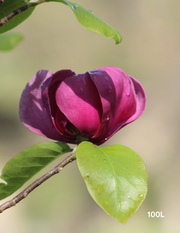 Magnolia x soulangeana 'Black Tulip' - Evergreen Trees Direct