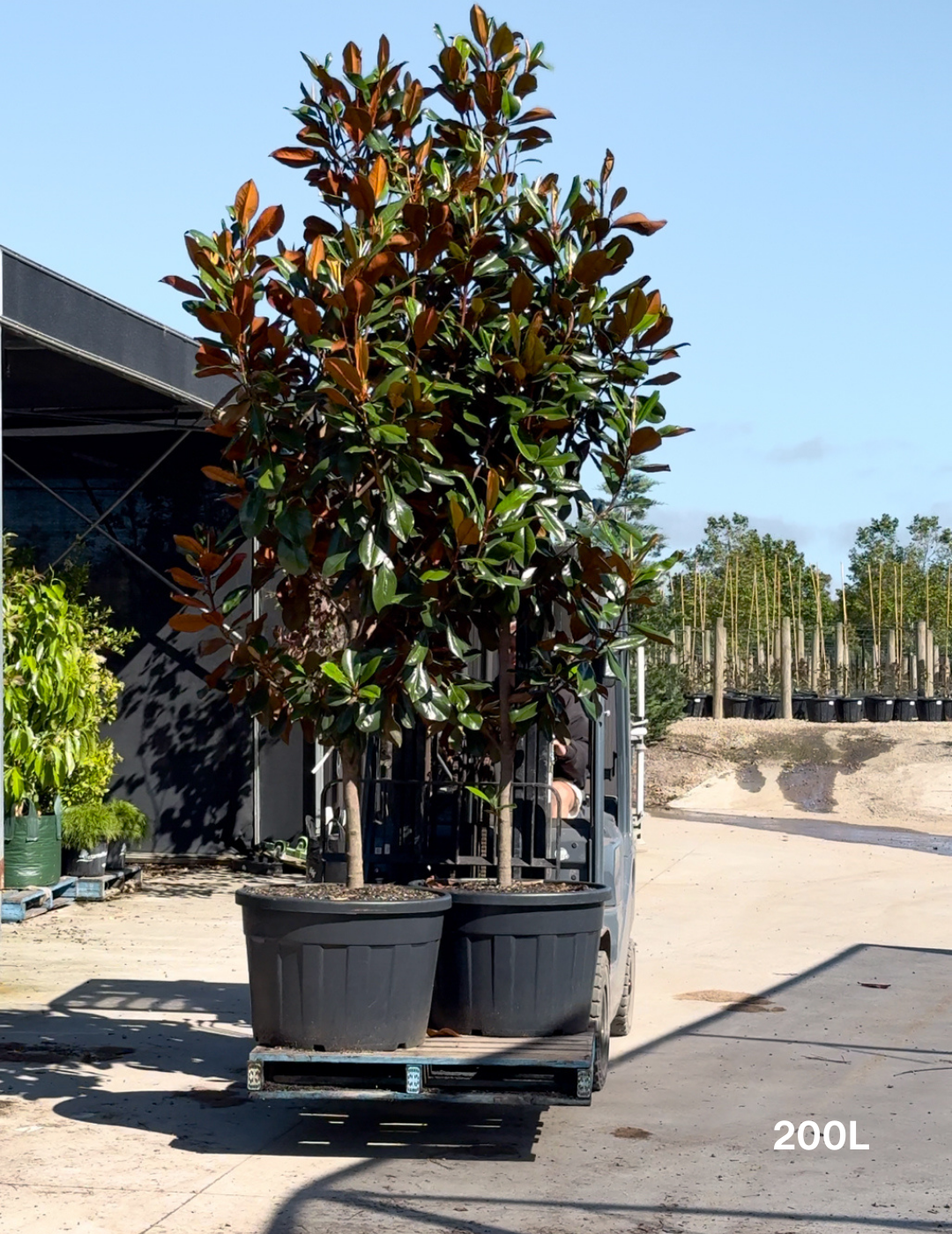 Magnolia grandiflora 'Coolwyn Gloss' - Evergreen Trees Direct