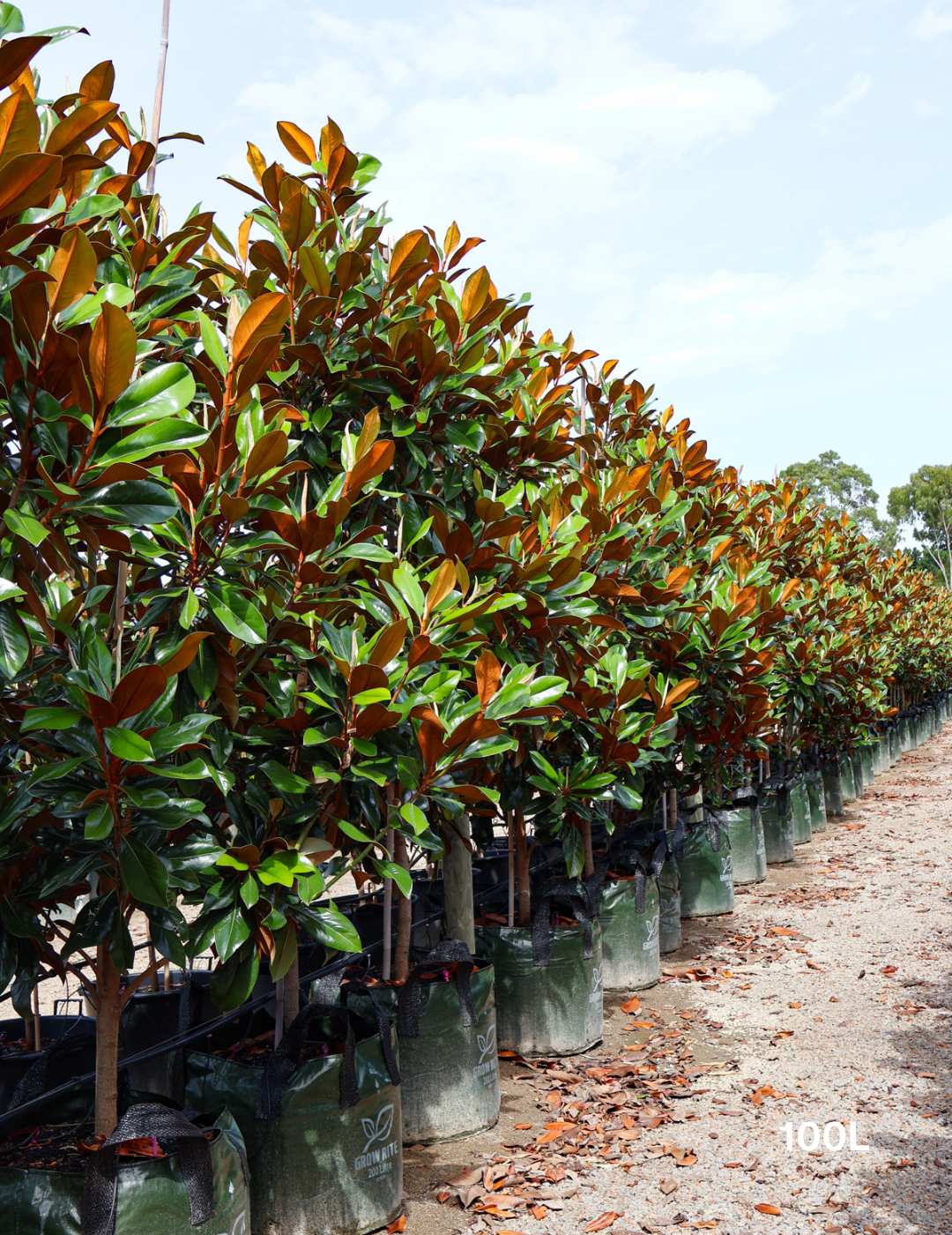 Magnolia grandiflora 'Coolwyn Gloss' - Evergreen Trees Direct