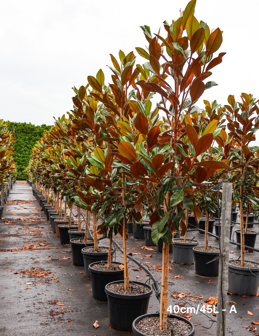 Magnolia grandiflora 'Coolwyn Gloss'