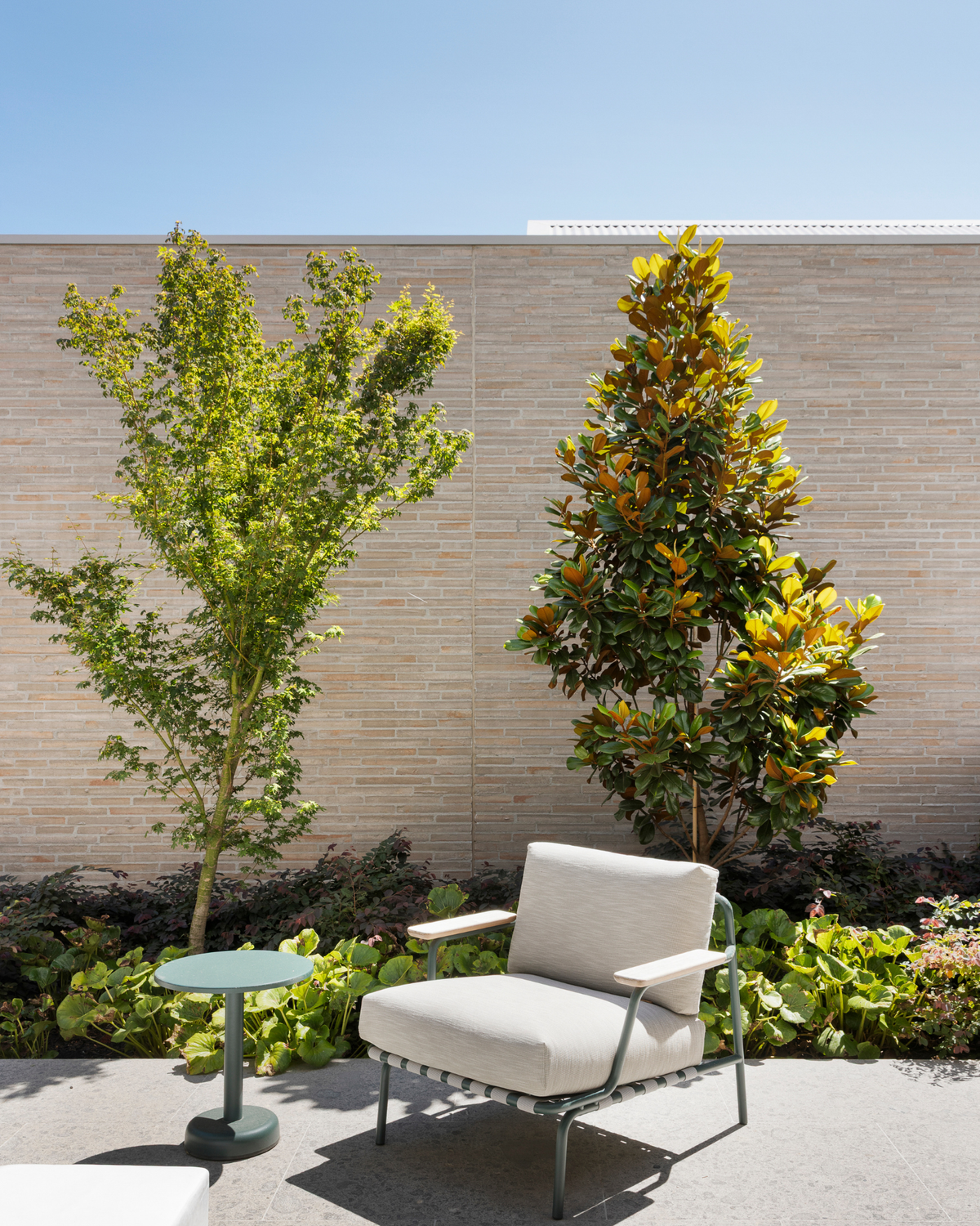Magnolia grandiflora 'Coolwyn Gloss'