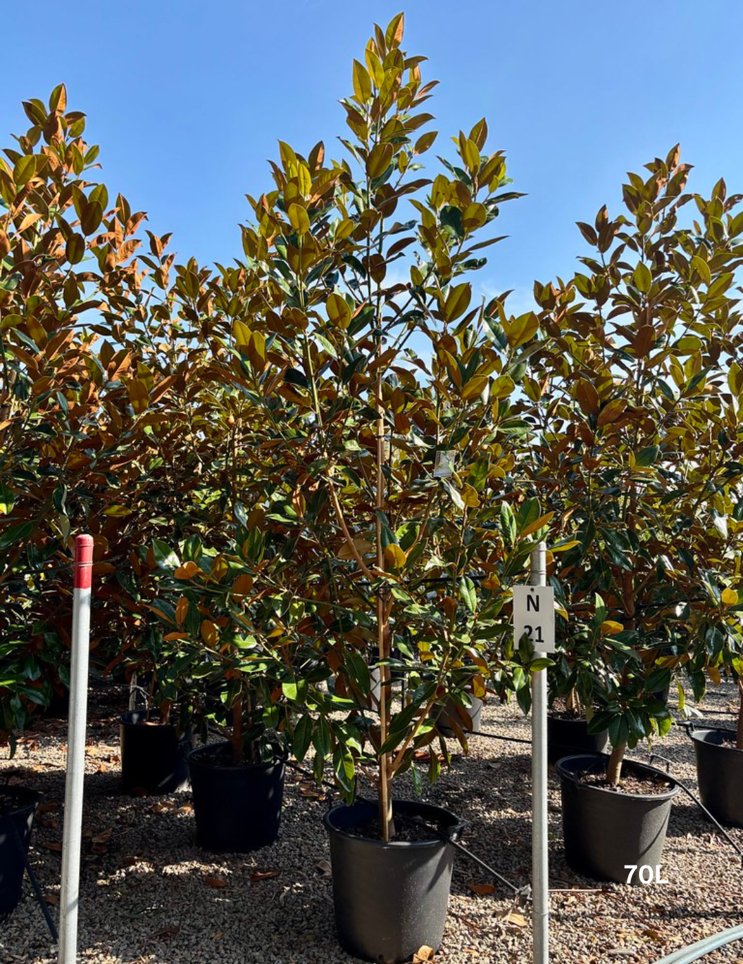 Magnolia Exmouth - Evergreen Trees Direct