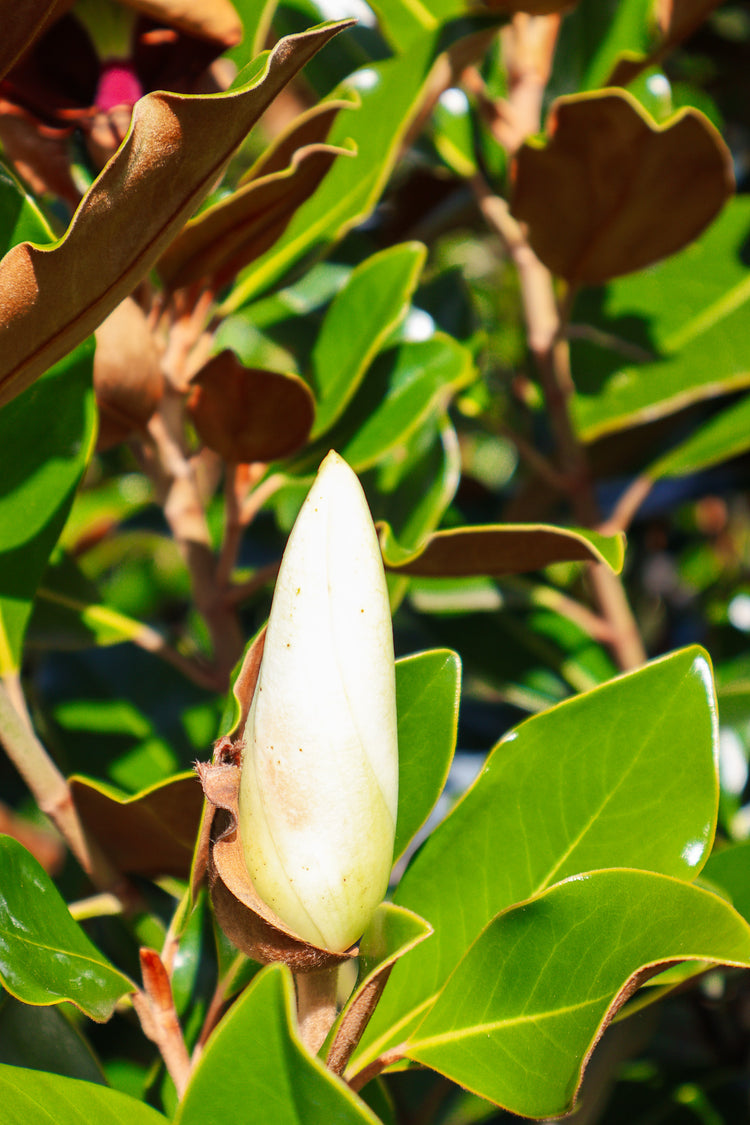 Magnolia grandiflora 'Alta'