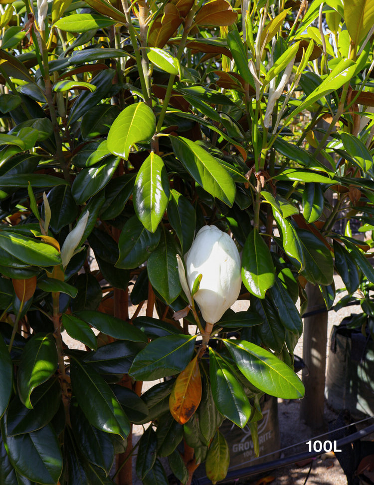 Magnolia grandiflora 'Greenback'