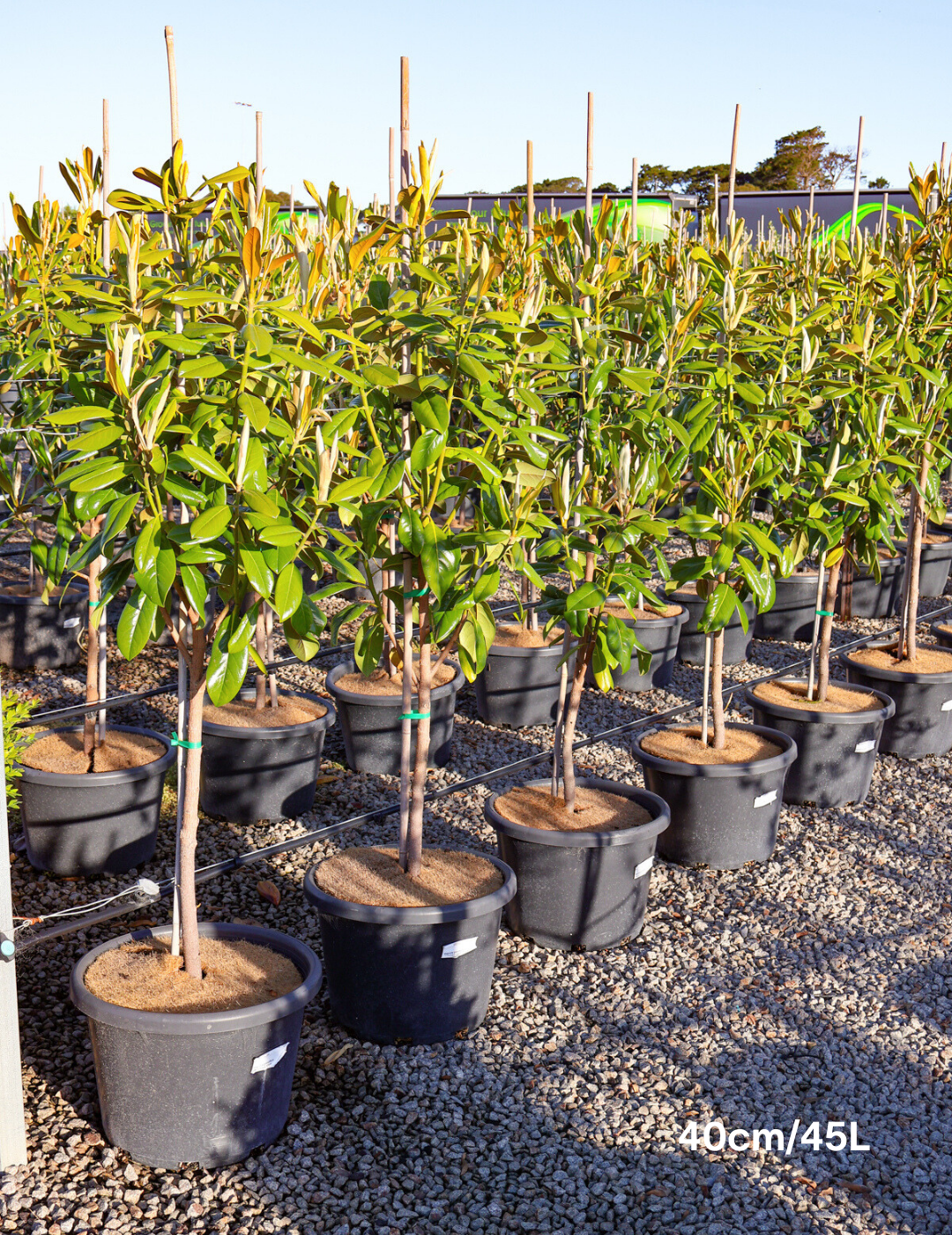 Magnolia grandiflora 'Greenback'