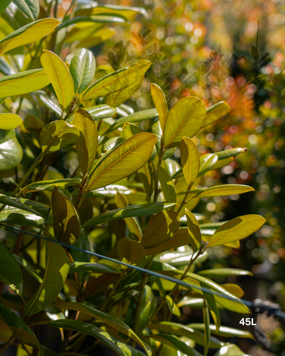 Magnolia grandiflora 'Greenback'