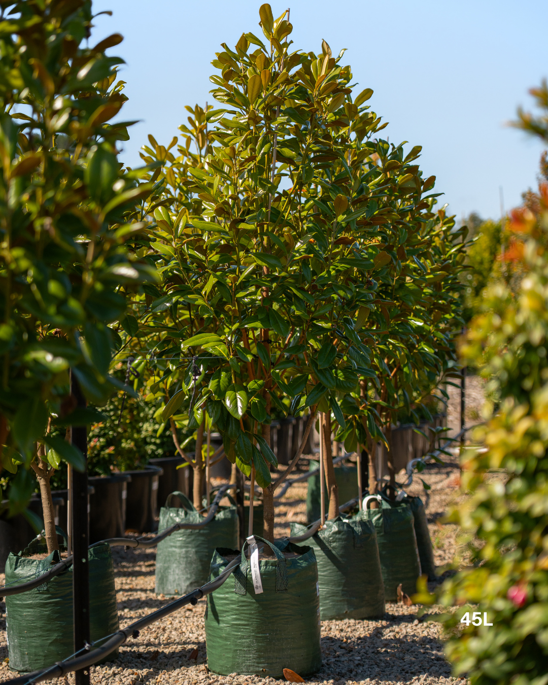 Magnolia grandiflora 'Greenback'