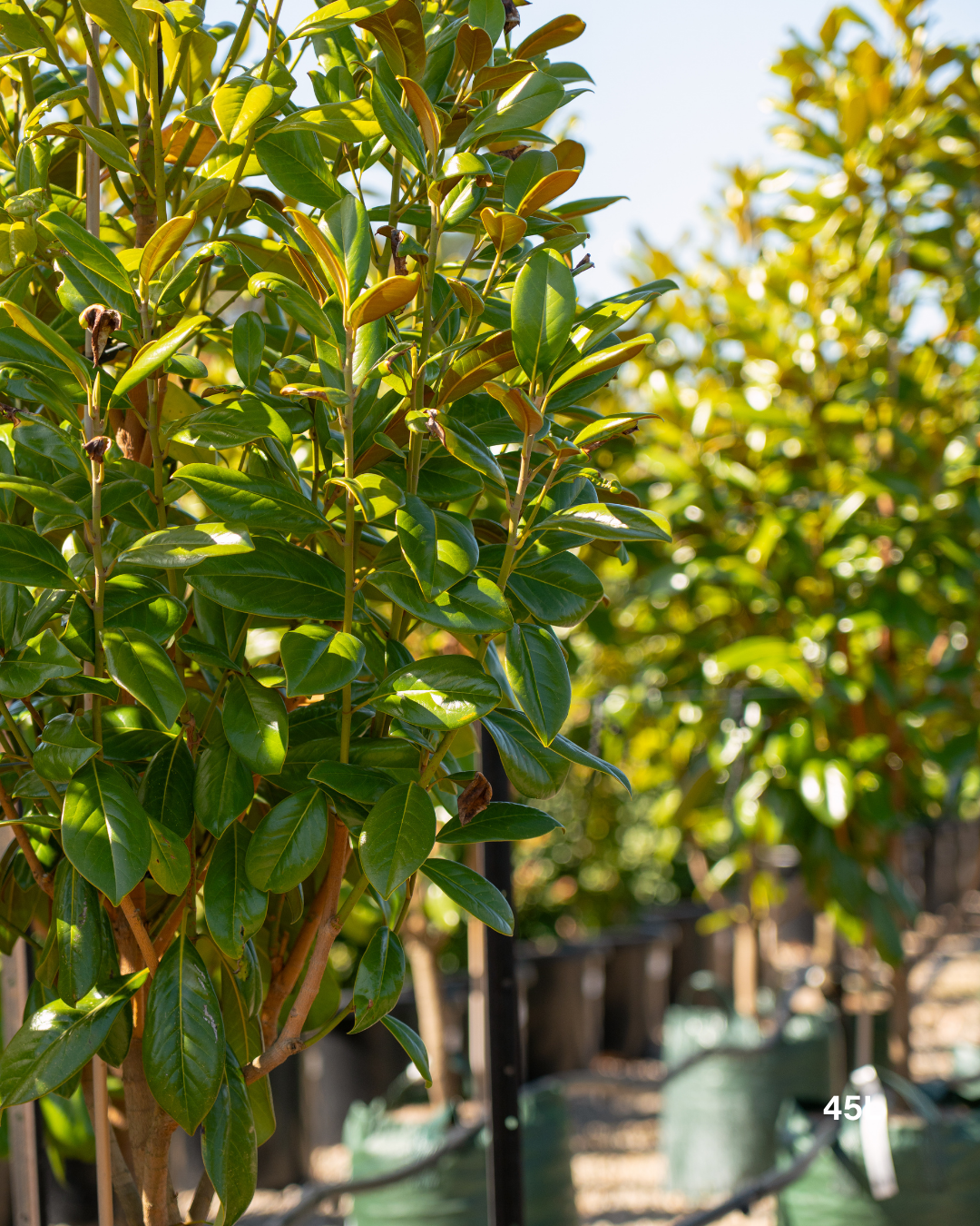 Magnolia grandiflora 'Greenback'