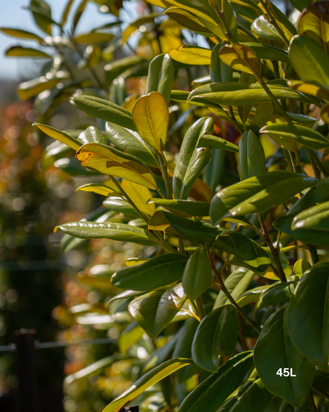 Magnolia grandiflora 'Greenback'