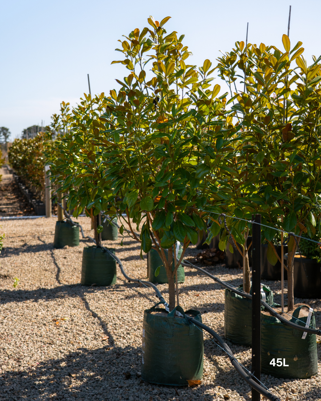 Magnolia grandiflora 'Greenback'