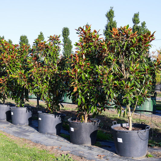 Magnolia grandiflora 'Kay Parris'