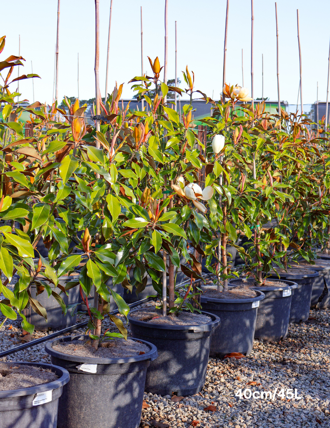 Magnolia grandiflora 'Kay Parris'