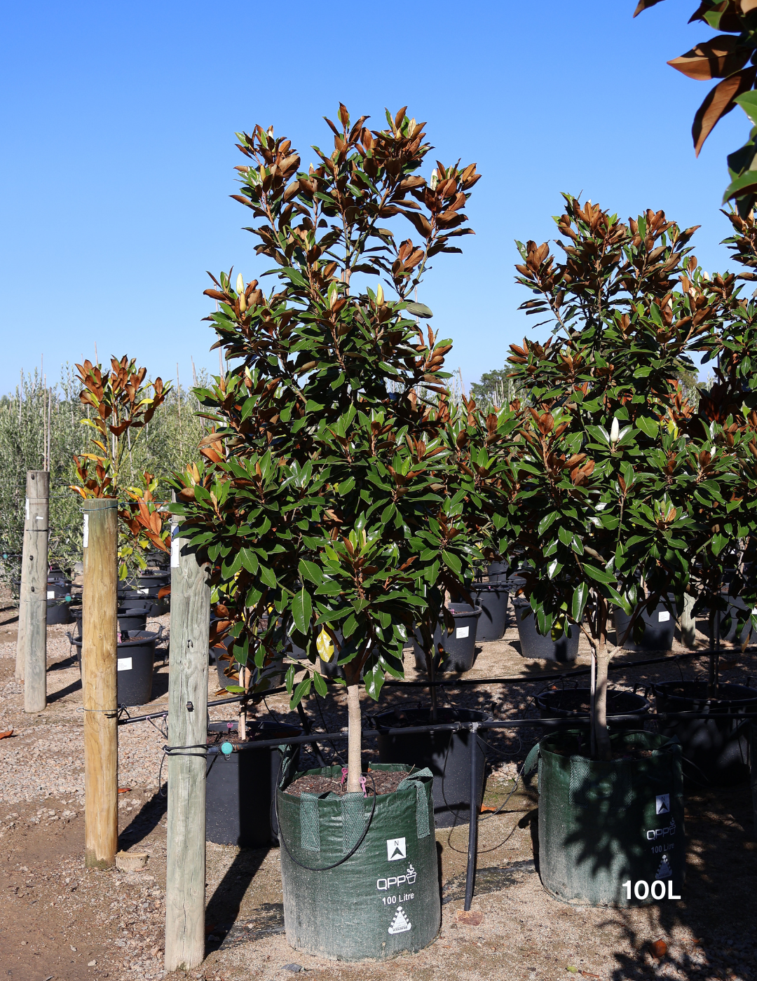 Magnolia grandiflora 'Little Gem' - Evergreen Trees Direct