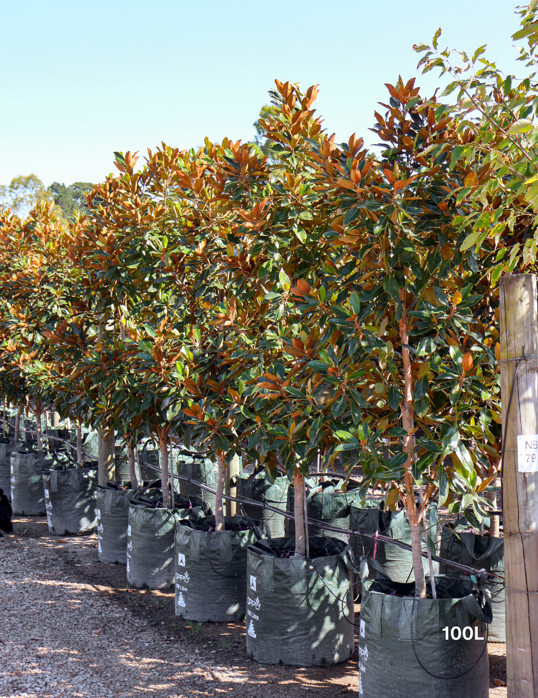 Magnolia grandiflora 'Little Gem' - Evergreen Trees Direct